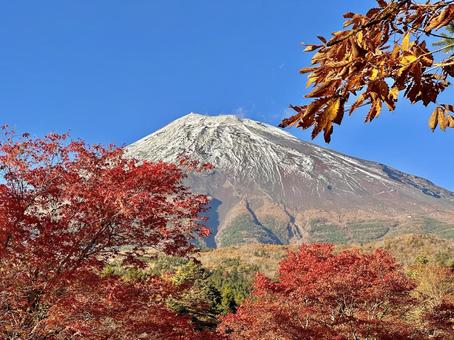 秋色の木々と富士山 富士山,紅葉,秋の写真素材