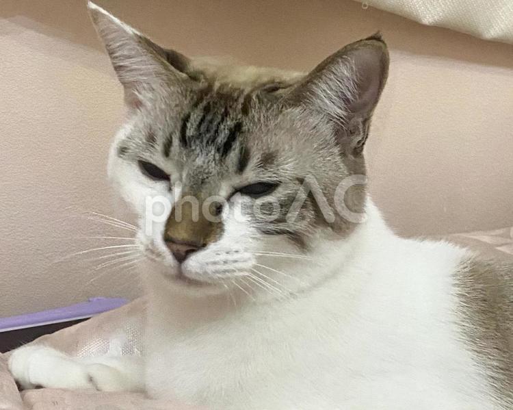 眠そうな顔のシャムトラ猫さま 猫,シャムトラ,微睡むの写真素材