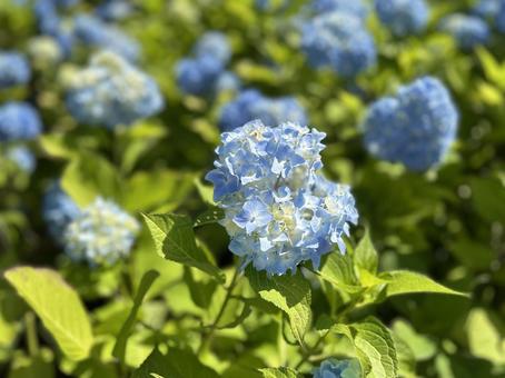 Hydrangeas starting to bloom, JPG