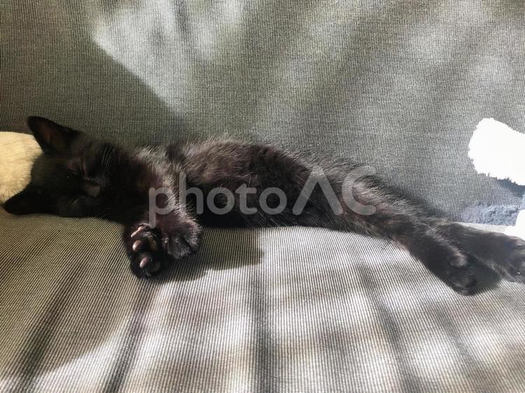 東京、生後一か月の黒猫の子猫 黒ねこ,クロネコ,子猫の写真素材