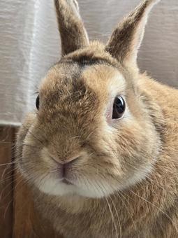 うさぎ アップ うさぎ アップ うさぎ,ウサギ,草食動物の写真素材