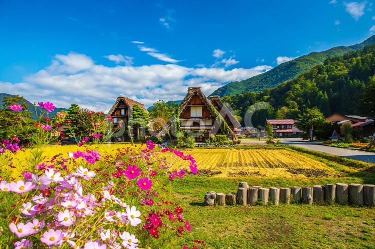 岐阜県　白川郷の風景　 白川郷,岐阜県,風景の写真素材