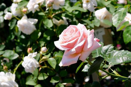薔薇 ポールリカード 薔薇 ポールリカードの写真