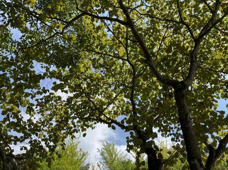 Photo, wood, trees, the trees, 