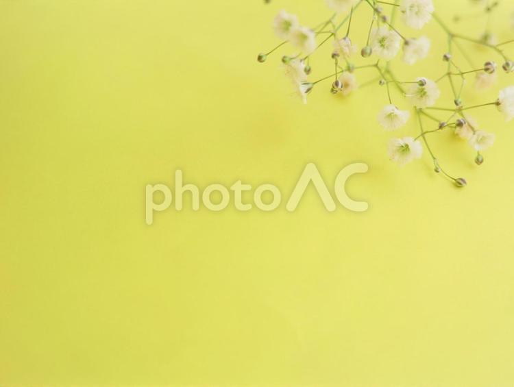 黄色のかわいい背景（白いカスミソウの花） 背景,フレーム,黄色の写真素材