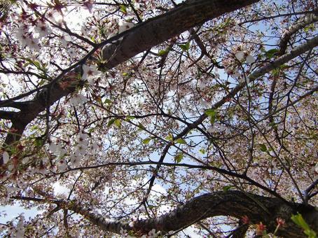 桜-12 桜-12の写真