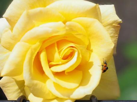 プロフェッショナルクライマー プロフェッショナルクライマーの写真