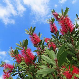 ブラシノキ ブラシノキ,花,花びらの写真素材