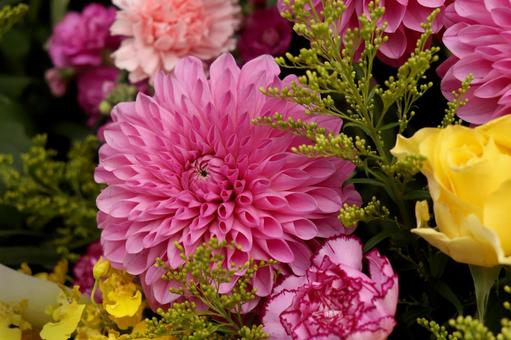 ピンクメインの花束 ピンクメインの花束 花,百日草,ピンクの写真素材