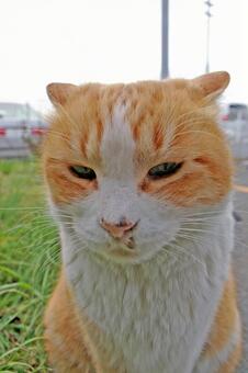 イカ耳になる公園の茶トラ猫 ネコ,ノラ猫,茶トラ猫の写真素材