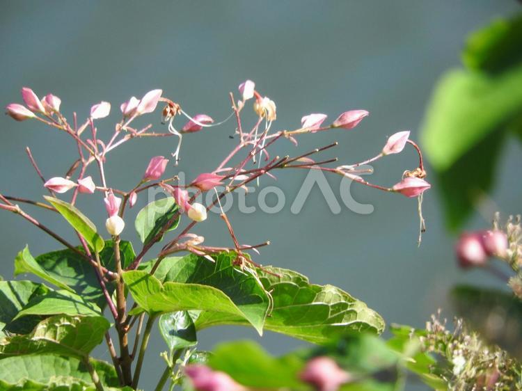 秋の風景 花,葉っぱ,自然の写真素材