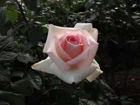 ばら園に咲く淡い色の薔薇を撮影しました 花,薔薇,自然の写真素材