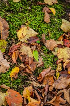 北海道　大沼国定公園　秋の風景 北海道,大沼,函館の写真素材