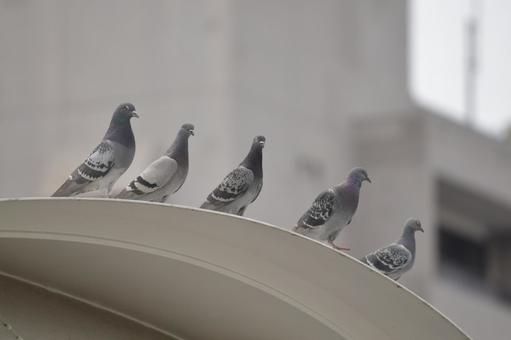 Five pigeons in a row, JPG Five pigeons in a row, JPG