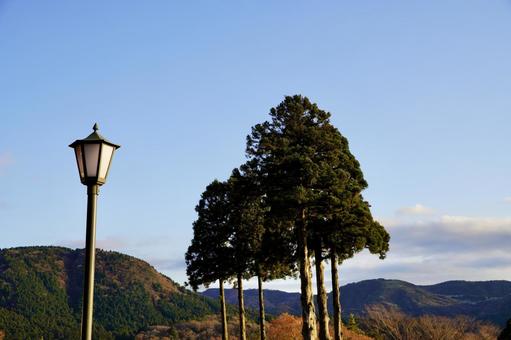 青空と樹木とレトロな街灯 青空,街灯,樹木の写真素材
