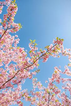 春イメージ　青空と桜の写真