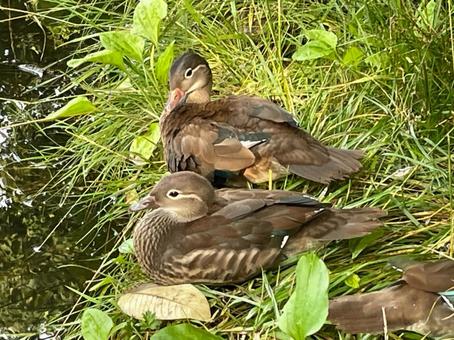 くつろぐカモ くつろぐカモの写真