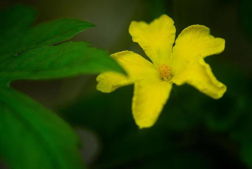 ゴーヤの花 ゴーヤの花の写真
