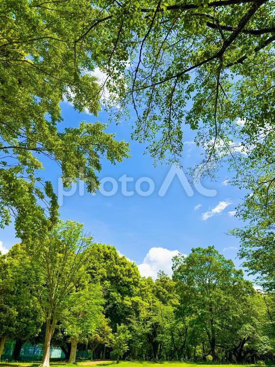 GWに行った緑に囲まれた公園 旅,木,森の写真素材