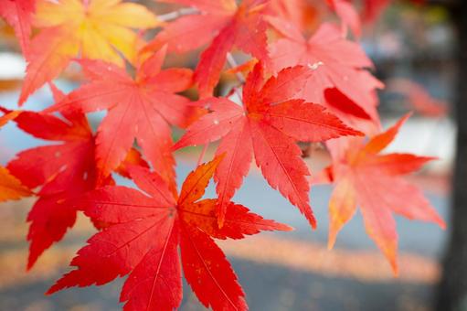 紅葉 紅葉,もみじ,モミジの写真素材