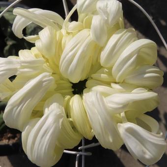 キク(菊) キク(菊)の写真