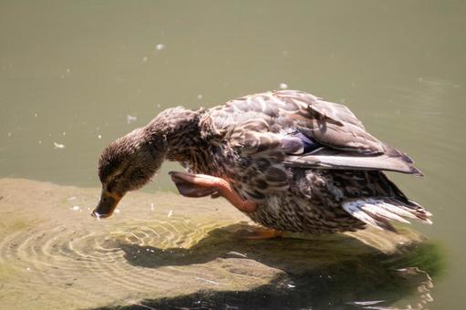 顔がかゆいカモ 顔がかゆいカモ カモ,鳥,水の写真素材