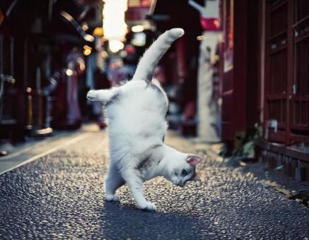 猫のブレイクダンスの写真
