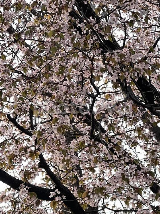 桜 桜,公園,春の写真素材