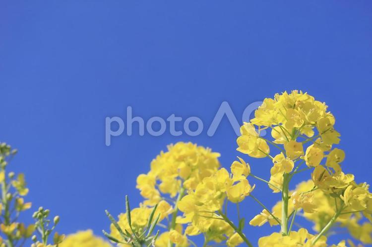青空に咲く春の黄色い菜の花 青空に咲く春の黄色い菜の花 菜の花,ナノハナ,花の写真素材