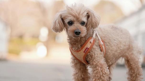 お散歩ワンコ(トイプードル) お散歩ワンコ(トイプードル) 犬,トイプードル,トイプーの写真素材