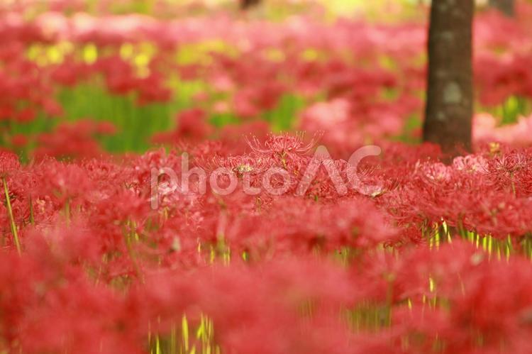 彼岸花　曼珠沙華 彼岸花,ヒガンバナ,曼珠沙華の写真素材