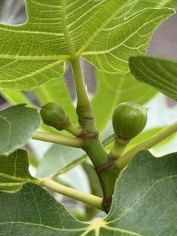 Photo, fig, green, disappointed, 