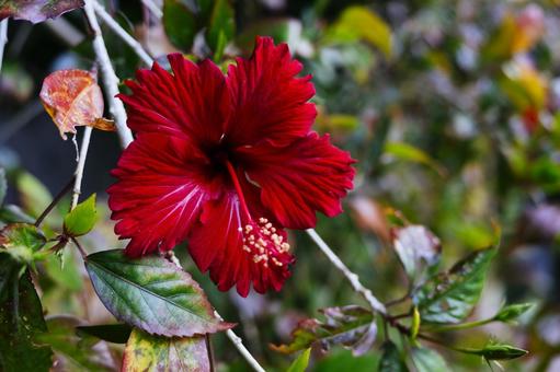 ハイビスカス ハイビスカス,那覇,那覇市の写真素材