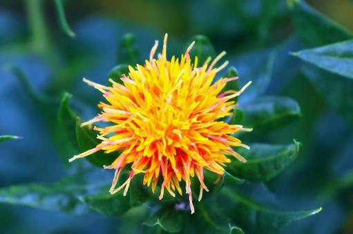 Photo, safflower hata, safflower, red, 