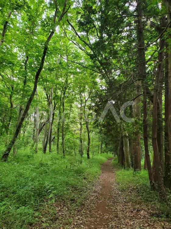 緑に囲まれた森の小道 小道,森,緑の写真素材