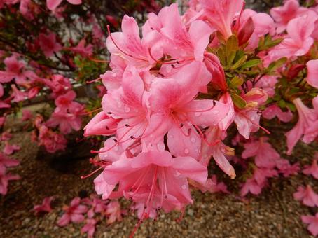 【花の写真】ツツジの花 ツツジ,つつじ,躑躅の写真素材