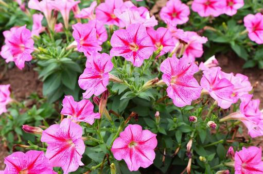 袖ケ浦公園の花壇「ピンク色のペチュニア」 袖ケ浦公園の花壇「ピンク色のペチュニア」の写真