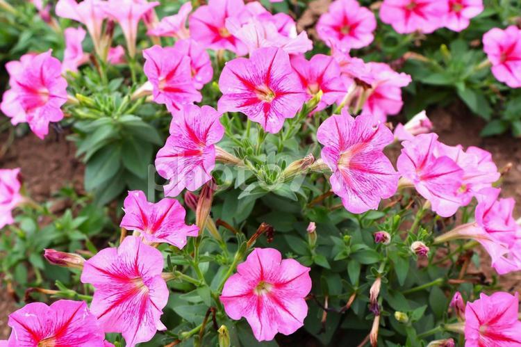 袖ケ浦公園の花壇「ピンク色のペチュニア」 ペチュニア,花,花壇の写真素材