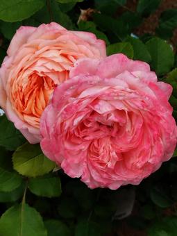 オレンジ色のバラ オレンジ色のバラの写真