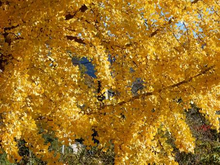 【紅葉写真】イチョウの黄葉 イチョウ,銀杏,黄葉の写真素材