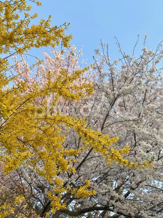 桜とレンギョウ 木,自然,屋外での写真素材