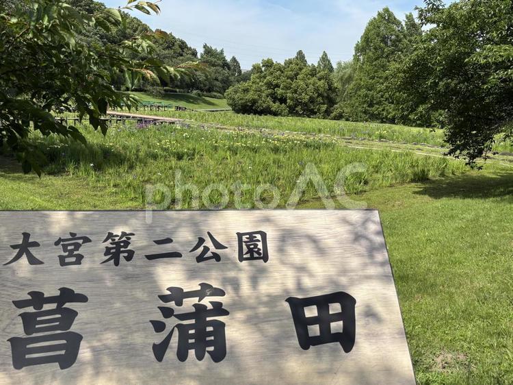 大宮第二公園　菖蒲田。 大宮第二公園,菖蒲田,埼玉県さいたま市の写真素材