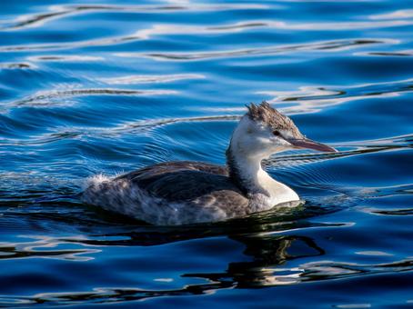 池を泳ぐカンムリカイツブリ 池を泳ぐカンムリカイツブリの写真