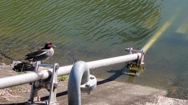 池のカモ#02 池のカモ#02の写真