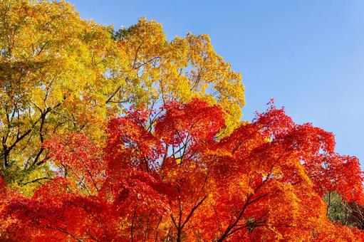 紅葉と青空 紅葉と青空 紅葉,もみじ,秋の写真素材