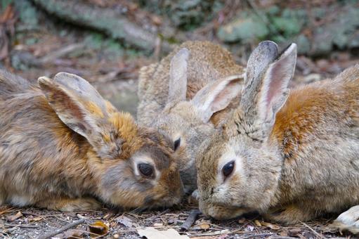 食事中の３匹の茶色いうさぎ3 ウサギ,食事,兎の写真素材