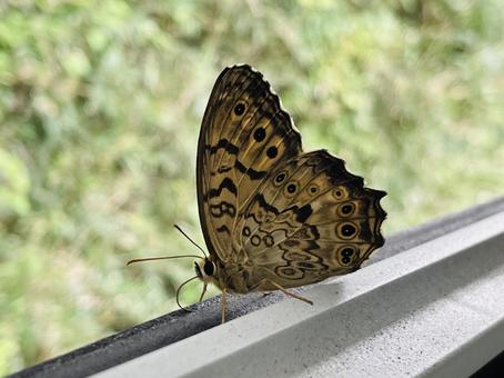 ヤマキマダラヒカゲ ヤマキマダラヒカゲ ヤマキマダラヒカゲ,タテハチョウ科,蝶の写真素材