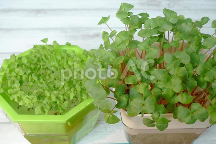 水耕栽培・水菜とそば ベビーリーフ,スプラウト,水耕栽培の写真素材