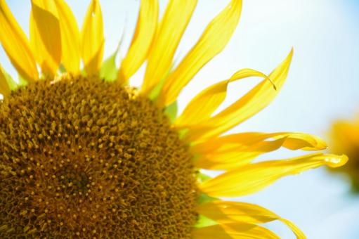 ひまわりのアップの写真