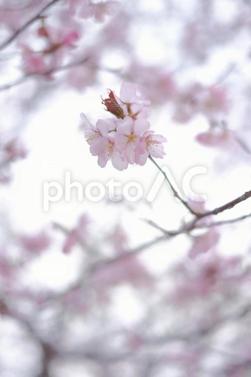 桜 桜,さくら,サクラの写真素材
